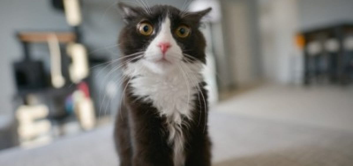 Cat staring at camera with wide eyes