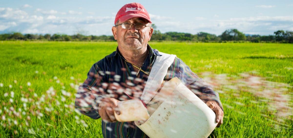 Middle aged man working in a rice crops in Colombia