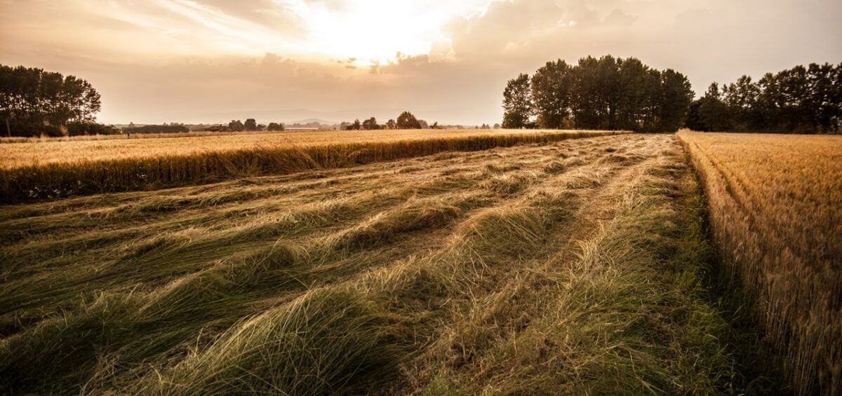 Subclass 187 Regional Sponsored Migration Scheme Visa