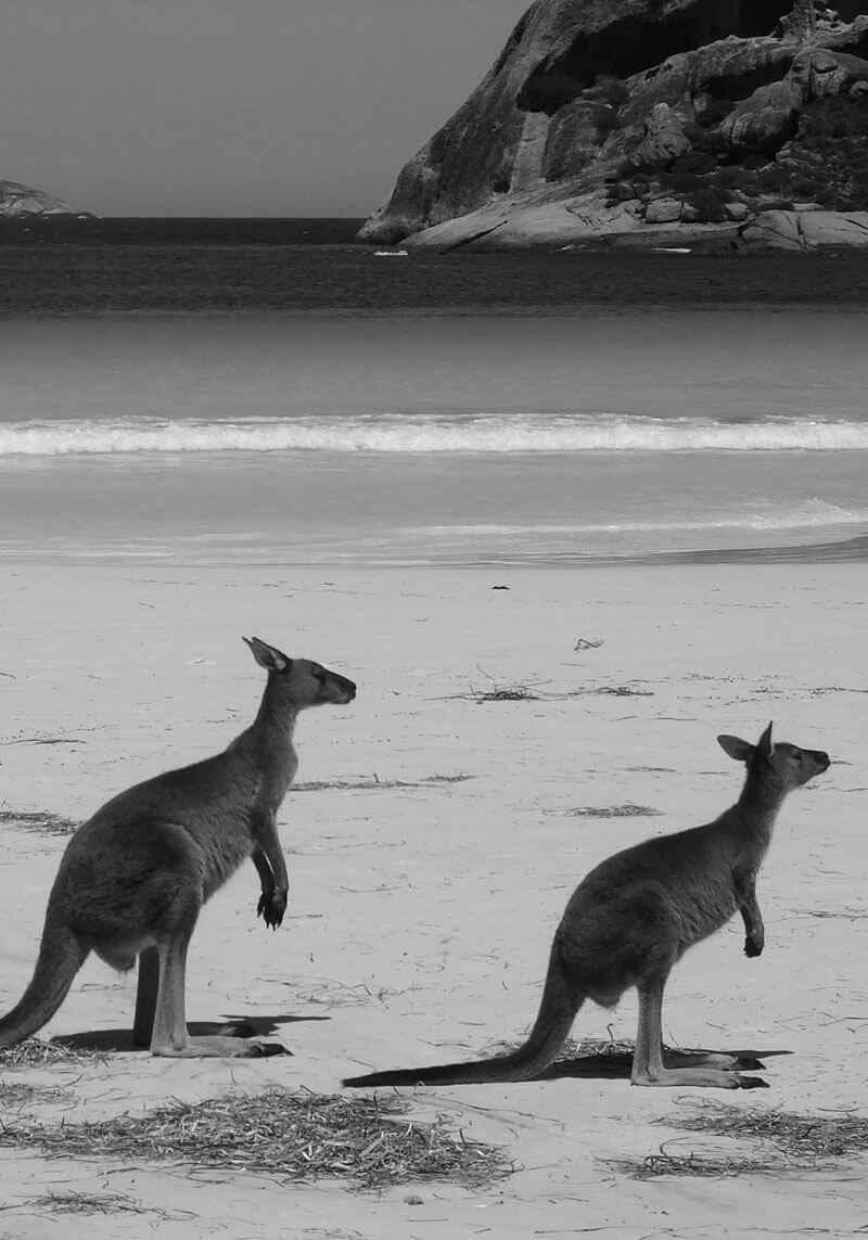 Kangaroo-on-the-Beach Two kangaroos on the beach