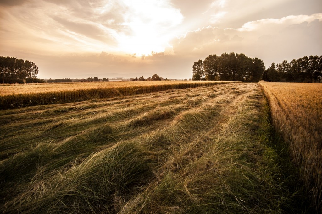 landscape-nature-field-italy